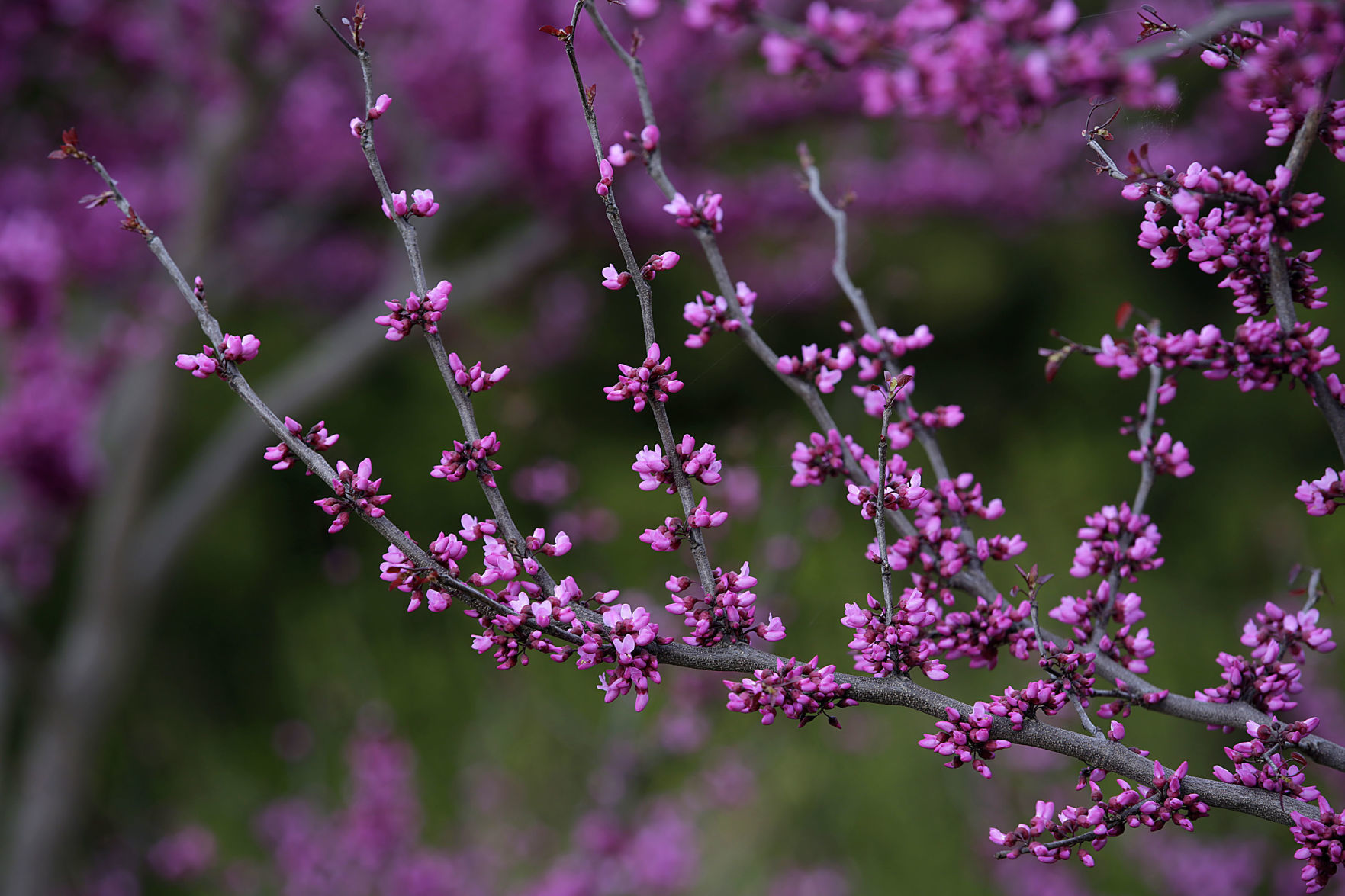 Tulsa Botanic Garden